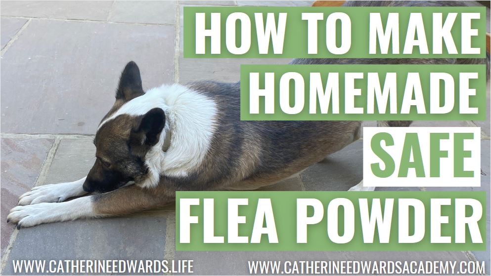Natural Flea and Tick Repellent Powder For Dogs and Cats Homemade