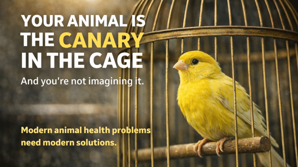 Canary in cage symbolising animals as early warning signs of environmental toxicity and modern health stressors